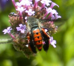 Eichlinia cucurbitae