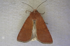 Xestia kermesina