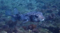 Chilomycterus reticulatus