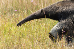 Myrmecophaga tridactyla