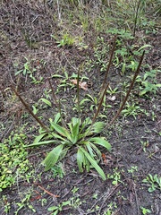 Plantago subnuda