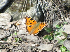 Nymphalis xanthomelas