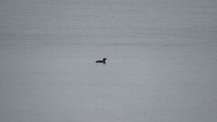 Cerorhinca monocerata