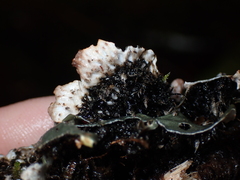 Peltigera collina
