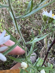 Symphyotrichum pilosum