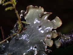Peltigera collina