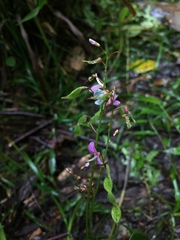 Desmodium caripense