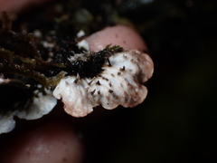 Peltigera collina