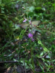 Desmodium caripense