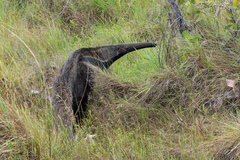 Myrmecophaga tridactyla