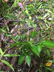 Desmodium caripense