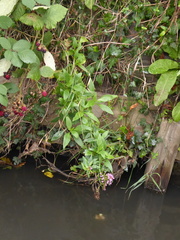 Centranthus ruber