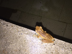 Polypedates leucomystax