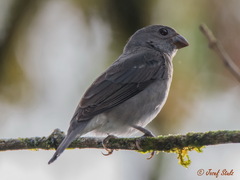 Sporophila schistacea