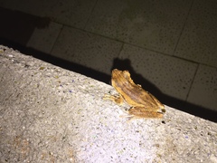 Polypedates leucomystax