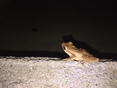 Polypedates leucomystax