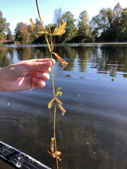 Potamogeton richardsonii