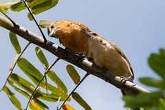 Campylorhynchus griseus