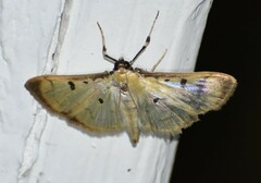 Herpetogramma fluctuosalis
