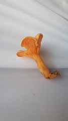 Cantharellus cibarius
