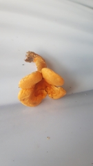 Cantharellus cibarius