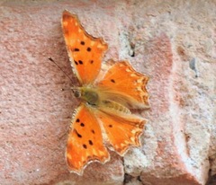 Polygonia egea