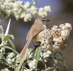 Prinia subflava affinis