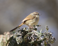 Prinia subflava affinis