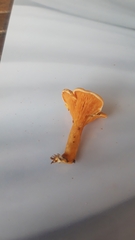 Cantharellus cibarius