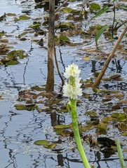 Pontederia