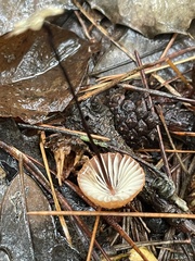 Marasmius siccus
