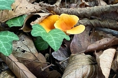 Cantharellus cibarius