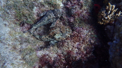 Scorpaena laevis