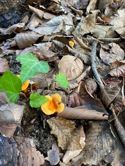 Cantharellus cibarius