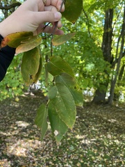 Amelanchier laevis