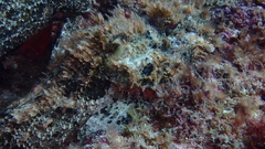 Scorpaena laevis