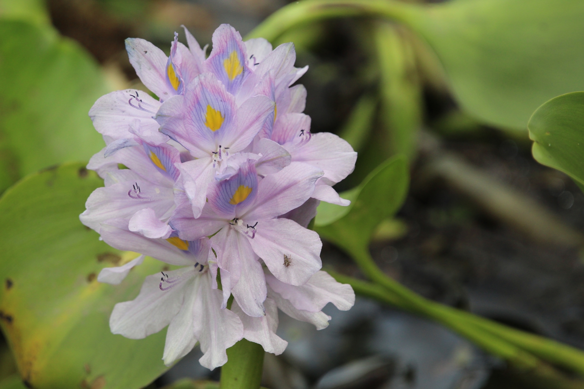 Pontederia crassipes