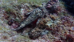 Scorpaena laevis