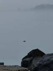 Melanitta perspicillata