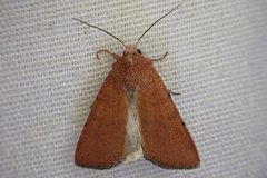 Xestia kermesina