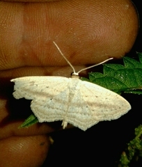 Scopula emutaria