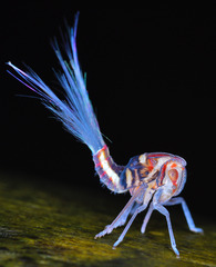 Nogodinidae