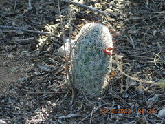 Mammillaria grahamii