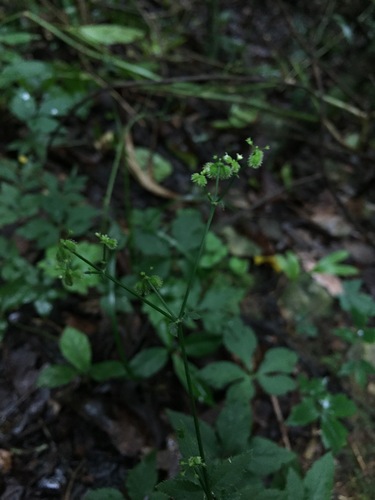 Image of Sanicula liberta by (c) Oscar C. González Martínez, some rights reserved (CC BY-SA)