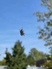 Paraphidippus aurantius