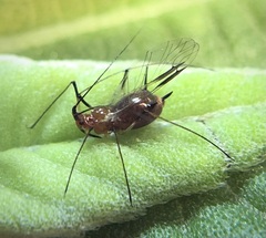 Aphididae