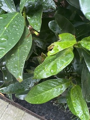 Wilsonomyces carpophilus