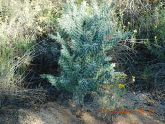 Cylindropuntia fulgida