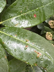 Wilsonomyces carpophilus