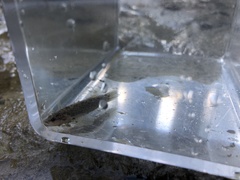 Etheostoma flabellare